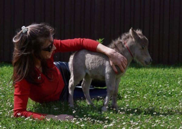 В Санкт-Петербурге впервые покажут коня размером с кошку
