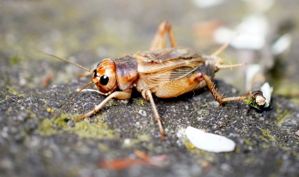 Ученые: Употребление насекомых улучшает состояние здоровья