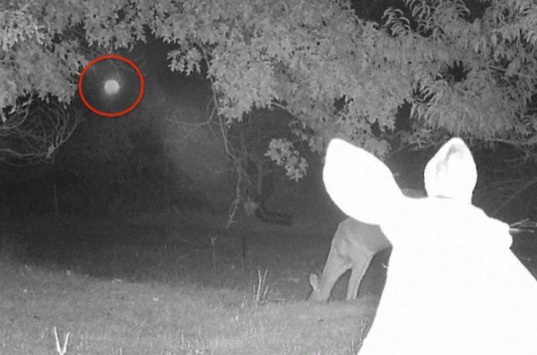 Уфолог опубликовал снимки, где НЛО шпионят за оленями в США
