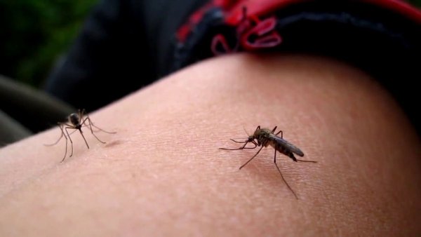 Ученые разгадали, как комары выбирают самых вкусных людей