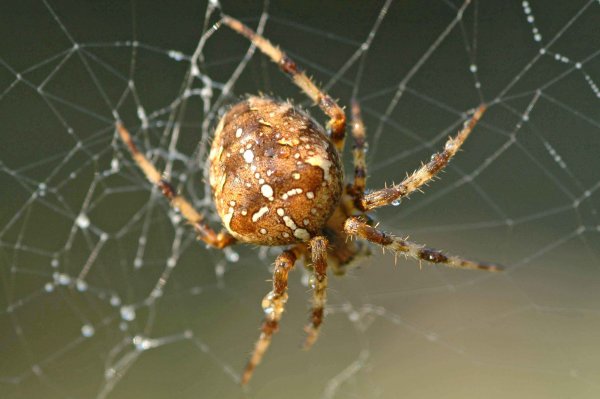 Яд паука предотвращает гибель нервных клеток