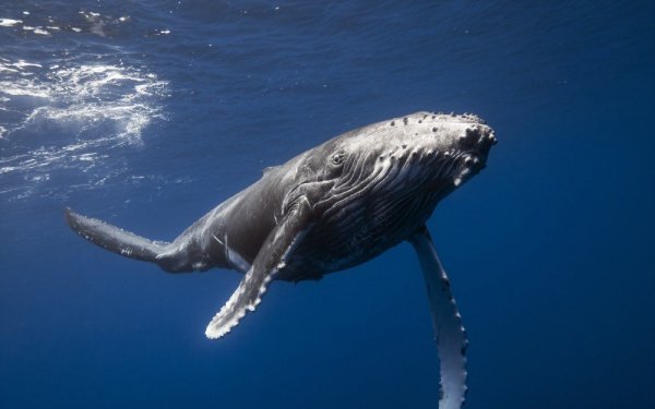 Редкий видеоролик дефекации серого кита удивил пользователей Сети