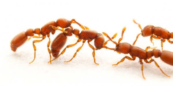 Обязанности в муравьиных колониях распределяются сами собой