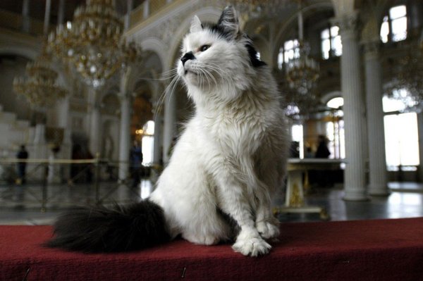 Эрмитаж попал в мировой список лучших мест для любителей кошек