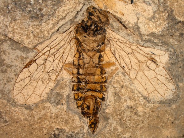 Ученые обнаружили ос-паразитов возрастом 60 млн лет и назвали их «Чужими»