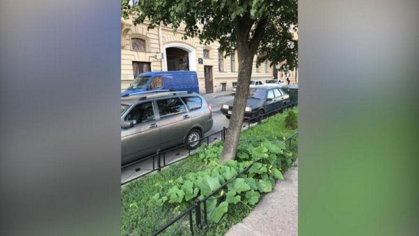Бахча-нелегалка: В центре Петербурга начали расти дикие тыквы