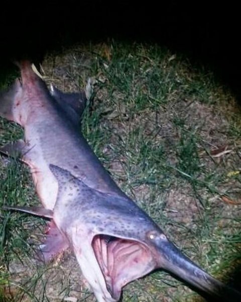 В реке Дон поймали страшную зубастую рыбу