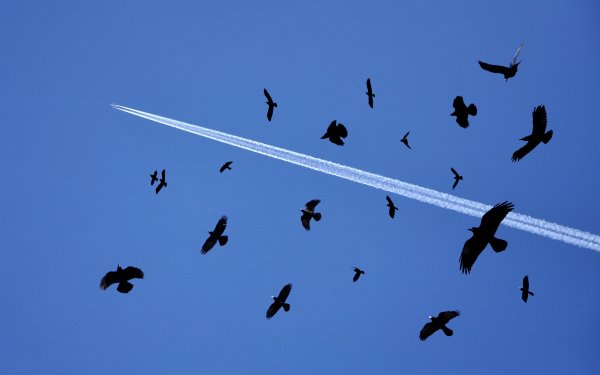 Ученые и квадрокоптеры будут отпугивать стаи птиц от самолетов