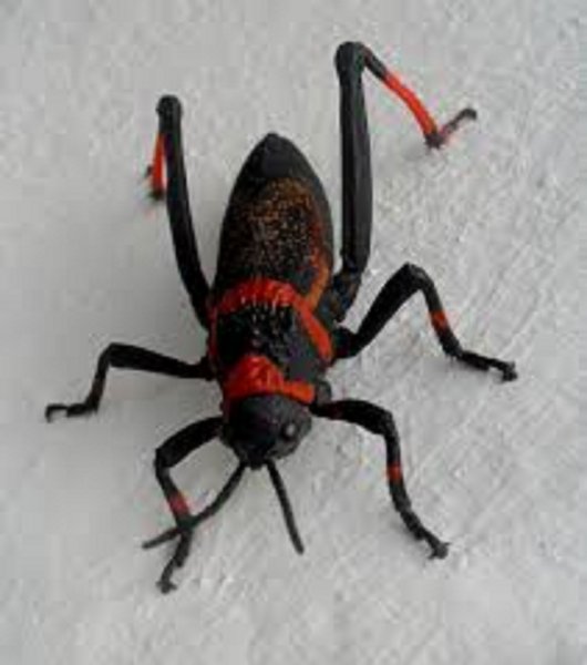Ученые нашли таракана возрастом 47 млн лет, притворившегося муравьем