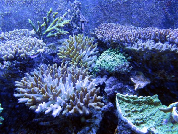 В океанских водах близ Панамы ученые нашли новый вид кораллов