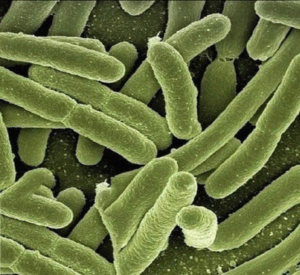 Ученые обнаружили в кишечнике вырабатывающую электричество бактерию