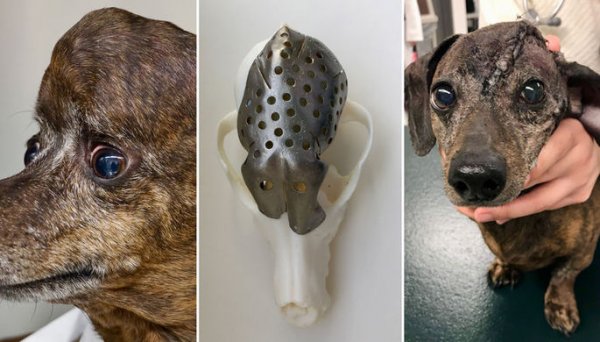 В Канаде на 3D-принтере напечатали череп для собаки
