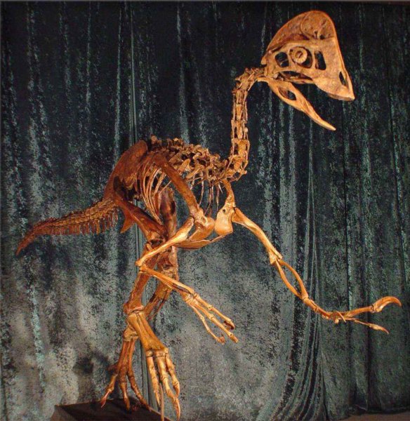 Ученые нашли промежуточного животного между динозаврами и птицами