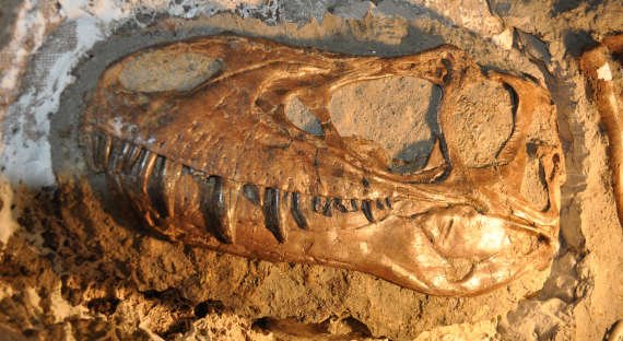 Учёные нашли следы древнейших организмов со скелетом