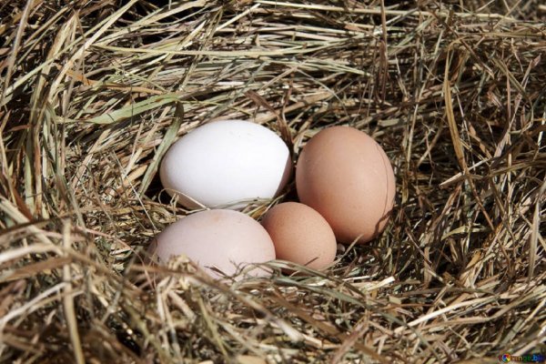Ученые: Яйца помогут понизить артериальное давление и сбросить вес