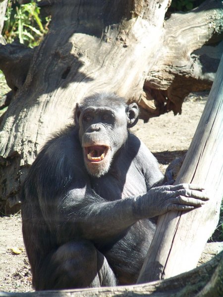 Ученые: Шимпанзе доказали, что умеют дружить