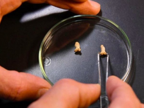 Учёный: Вывод о том, что древняя птица съела ребёнка-неандертальца, был преждевременным