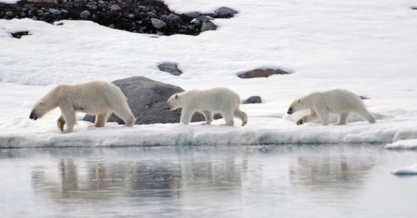 Ученые: Ледники на Северном и Южном полюсах уменьшаются «беспрецедентными» темпами