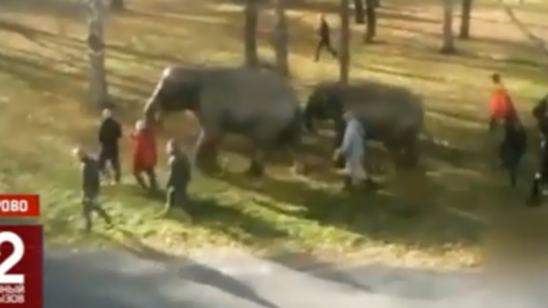 Два слона устроили настоящий переполох на улице российского города