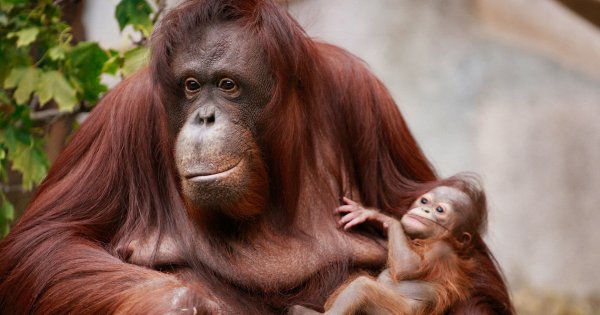 Ученые доказали, что орангутаны могут рассказывать друг другу о прошлом