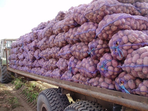 Тюменская агрофирма успешно поставляет картофель за рубеж