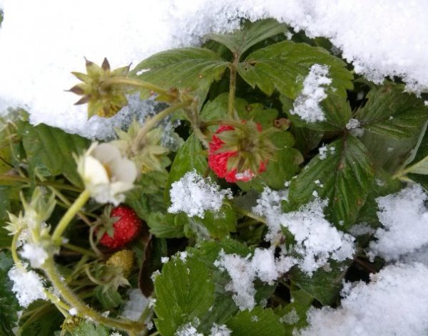 Снег вместо сливок: В Краснодаре собрали урожай клубники
