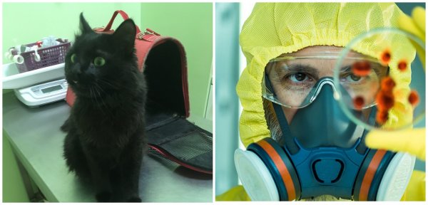 Биологическая атака в действии?: В Москве выбросили на улицу кота, зараженного опасным вирусом