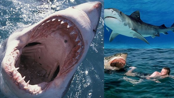 Приморские «Челюсти»: Гигантская акула напугала жителей Находки