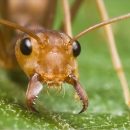 Ученые: Обладателями самых быстрых движений на планете стали муравьи