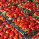 Ученые: Клубника снижает риск развития рака груди