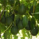 Ученые назвали 5 продуктов, повышающих половое влечение Ученые назвали 5 продуктов, повышающих половое влечение