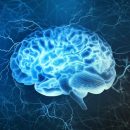 В будущем лечить слабоумие будут выращиванием нового мозга – учёные В будущем лечить слабоумие будут выращиванием нового мозга – учёные