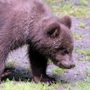 Камчатский медведь Жрун-2 отказался от зимней спячки из-за еды