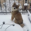 Пляшущий в центре Воронежа пёс-кенгуру рассмешил местных жителей