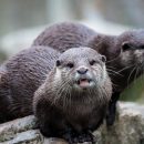 Скользящие воронежские выдры «взорвали» Интернет