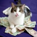 Мемы про котов оплатят все: Прибыль с рунета обеспечит его автономность Мемы про котов оплатят все: Прибыль с рунета обеспечит его автономность