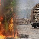 «Землю китайцам готовят?»: Россияне выдвинули свою причину пожаров в Забайкалье «Землю китайцам готовят?»: Россияне выдвинули свою причину пожаров в Забайкалье