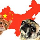Не на мясо, а для души. Китайские туристы массово вывозят из России кошек и собак в КНР Не на мясо, а для души. Китайские туристы массово вывозят из России кошек и собак в КНР