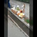 Назад в 90-е? Во Владивостоке дети вынуждены продавать игрушки, чтобы купить еды Назад в 90-е? Во Владивостоке дети вынуждены продавать игрушки, чтобы купить еды