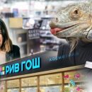 Подложили свинью! Рив Гош обвинили во «втюхивании» паршивой косметики Подложили свинью! Рив Гош обвинили во «втюхивании» паршивой косметики